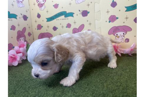 成約済の栃木県のミックス犬-118427の6枚目