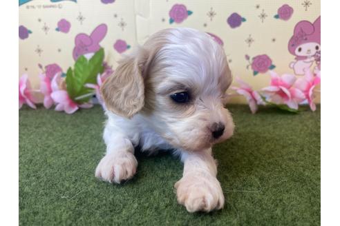 成約済の栃木県のミックス犬-118427の2枚目