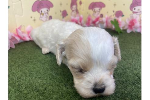 成約済の栃木県のミックス犬-118430の9枚目