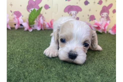 成約済の栃木県のミックス犬-118430の7枚目