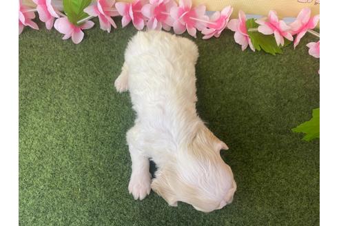 成約済の栃木県のミックス犬-118430の6枚目