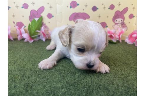 成約済の栃木県のミックス犬-118430の5枚目