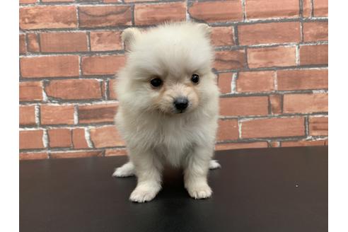 成約済の愛知県のポメラニアン-117394