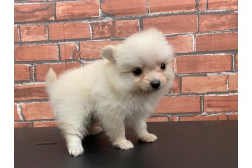 成約済の愛知県のポメラニアン-117394の2枚目