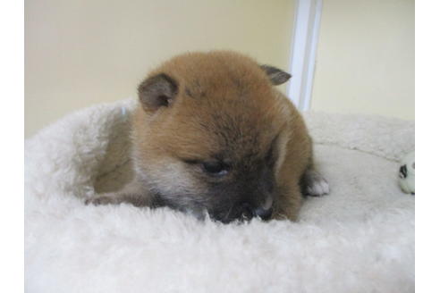 成約済の岡山県の柴犬-115808の5枚目