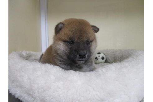 成約済の岡山県の柴犬-115808の4枚目