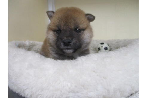 成約済の岡山県の柴犬-115808の3枚目