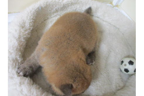 成約済の岡山県の柴犬-115808の2枚目