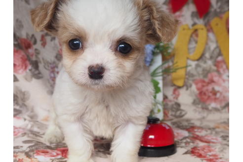 成約済の岡山県のミックス犬-119191の1枚目