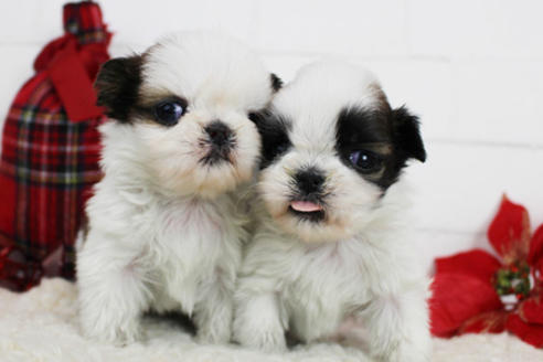 成約済の東京都のシーズー-119203の5枚目