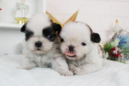 成約済の東京都のシーズー-119203の6枚目