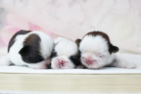 成約済の東京都のシーズー-119203の3枚目