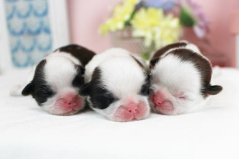 成約済の東京都のシーズー-119203の4枚目