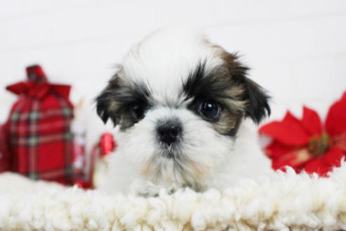 成約済の東京都のシーズー-119203の2枚目