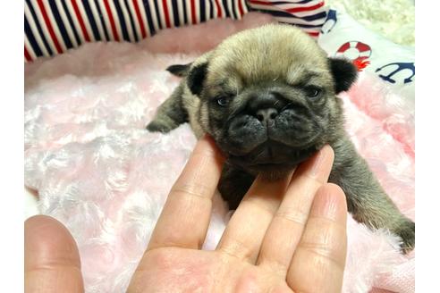 成約済の佐賀県のパグ-119216の3枚目