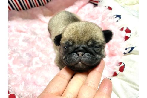 成約済の佐賀県のパグ-119219の1枚目