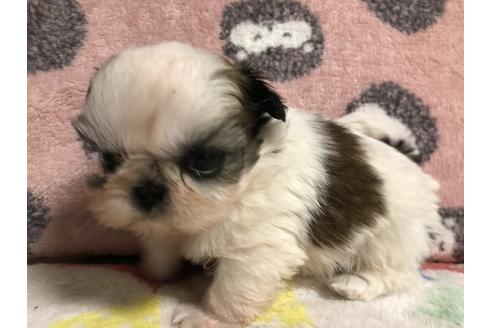 千葉県のシーズー 男の子 2020 11 25生まれ ホワイト ゴールド 子犬id 117818 ブリーダーナビ