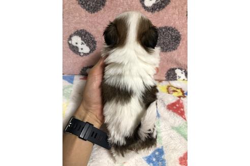 成約済の千葉県のシーズー-117818の2枚目