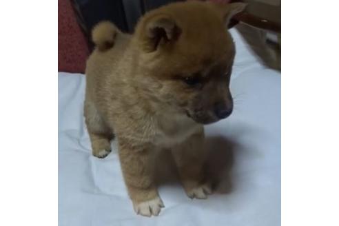 成約済の佐賀県の豆柴-119240の2枚目