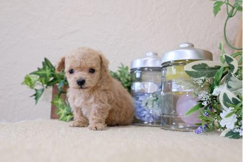 成約済の滋賀県のトイプードル-119236の1枚目