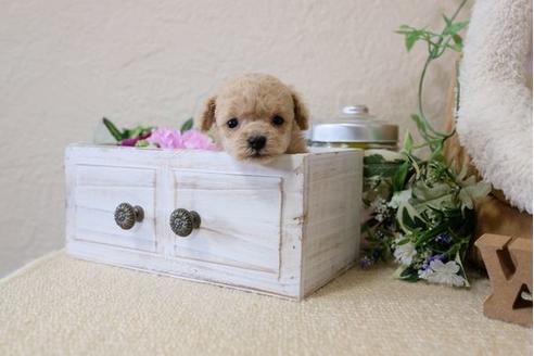 成約済の滋賀県のトイプードル-119236の3枚目