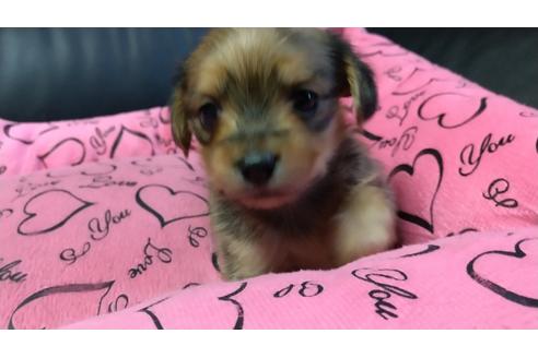 成約済の愛知県のミックス犬-116187の6枚目