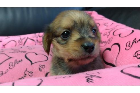 成約済の愛知県のミックス犬-116187の5枚目