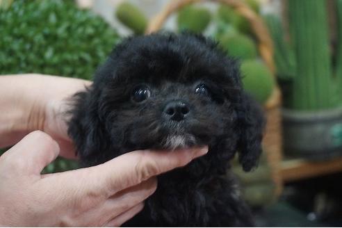 成約済の京都府のチワプー:チワワ×トイプードル-114276の1枚目