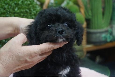 成約済の京都府のチワプー:チワワ×トイプードル-114276の2枚目