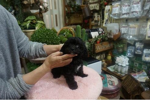 成約済の京都府のチワプー:チワワ×トイプードル-114276の3枚目