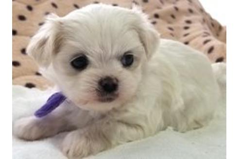 成約済の東京都のミックス犬-119305の1枚目