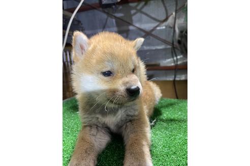 成約済の広島県の柴犬-115374の2枚目