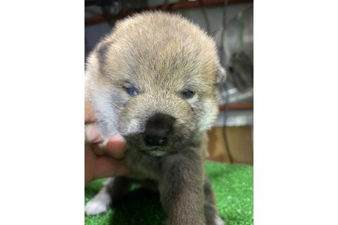 成約済の広島県の柴犬-118197の3枚目