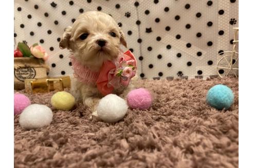 子犬
