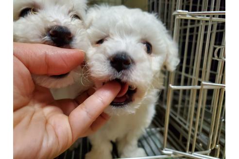 成約済の愛知県のビションフリーゼ-116272の5枚目