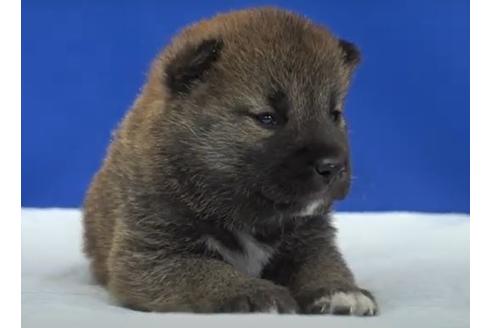 成約済の愛知県の柴犬-119365の2枚目