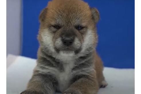 成約済の愛知県の柴犬-119368