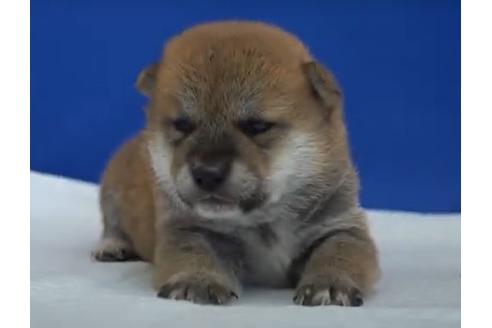 成約済の愛知県の柴犬-119368の2枚目