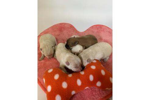 成約済の千葉県のミックス犬-119371の4枚目