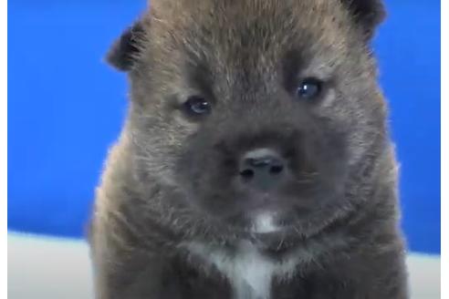 成約済の愛知県の柴犬-119373の1枚目