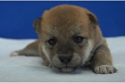 成約済の愛知県の柴犬-119376の1枚目