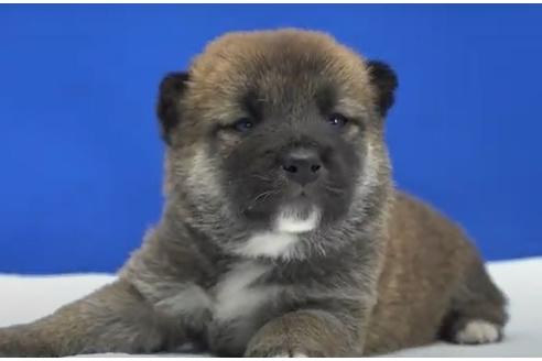成約済の愛知県の柴犬-119379の2枚目