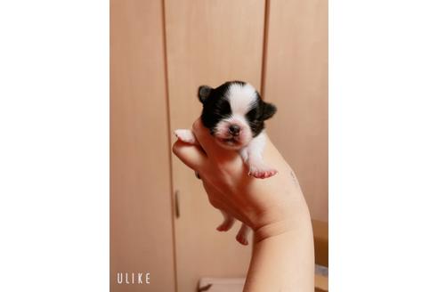成約済の香川県のチワワ(ロングコート)-119425