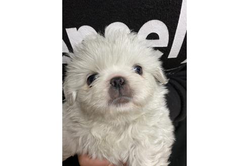 成約済の静岡県のペキニーズ-116539の1枚目