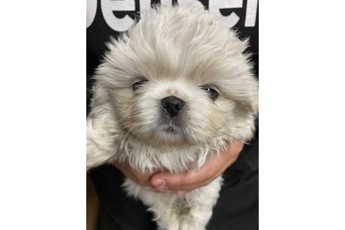 成約済の静岡県のペキニーズ-116542