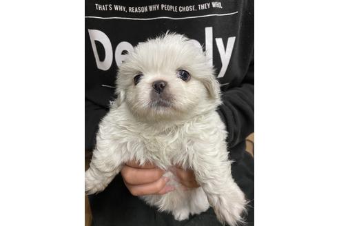 成約済の静岡県のペキニーズ-116540