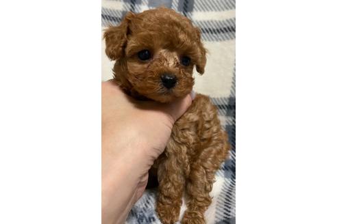成約済の岡山県のティーカッププードル-117665の5枚目