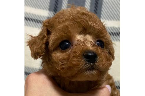 成約済の岡山県のティーカッププードル-117665の4枚目