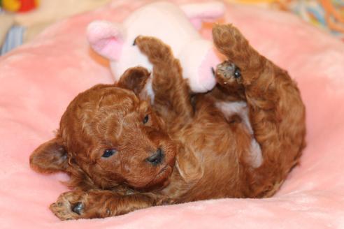 成約済の愛知県のトイプードル-117811の21枚目