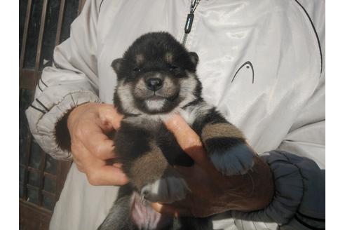 成約済の岡山県の柴犬-117869の1枚目